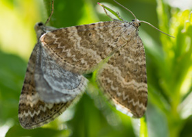 Moth Control: Moth Exterminator & Treatment